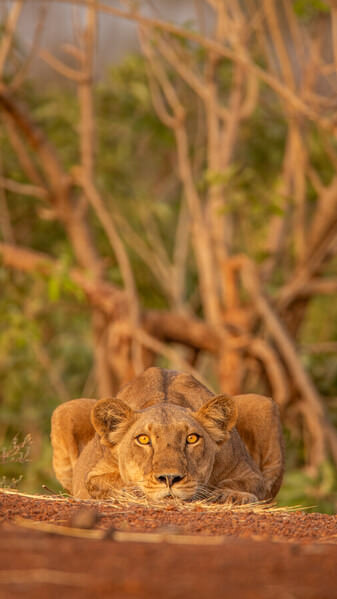Photograph Ricardo Ferreira Sneaky on One Eyeland