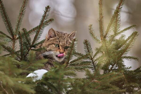 Photograph Jiri Svestka European Wildcat on One Eyeland