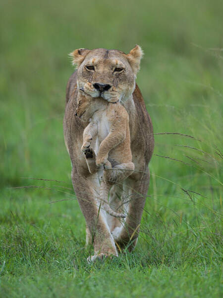 Photograph Kumar Anand Topic Lioness With Her Cub on One Eyeland