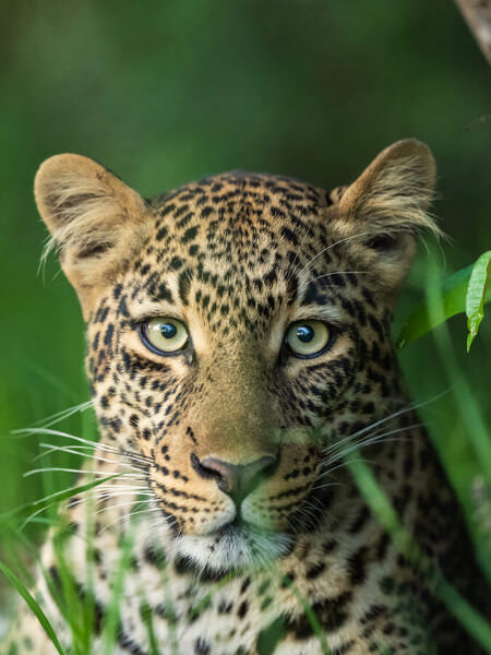 Photograph Kumar Anand Akira Leopard Of Masaimara on One Eyeland
