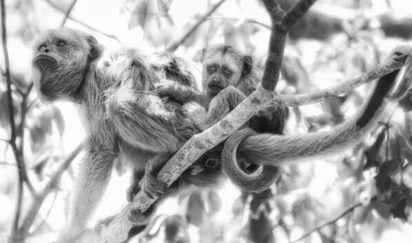 Photograph Luiz Paulo Grinberg Mother And Cub on One Eyeland