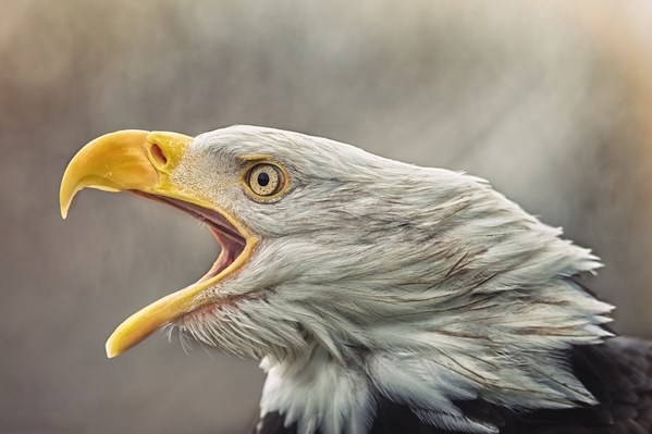 Photograph Jiri Svestka Screaming Eagle on One Eyeland