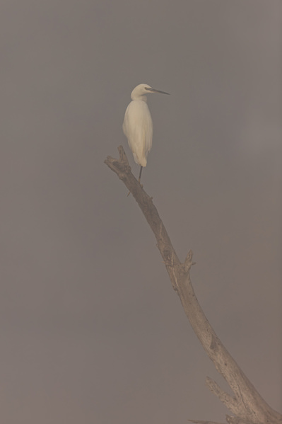 Photograph Ricardo Ferreira In The Fog on One Eyeland