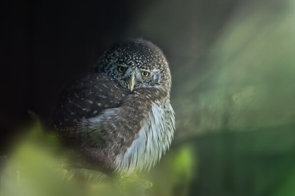 Photograph Jiri Svestka Little Forest Friend on One Eyeland