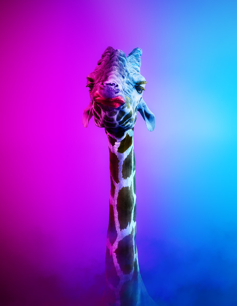 Photograph Kazutoshi Kawakami The Portraiture Of A Giraffe on One Eyeland