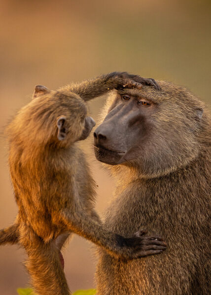 Photograph Ricardo Ferreira Tenderness on One Eyeland