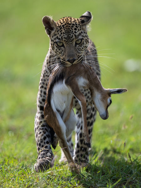 Photograph Kumar Anand Falulu Leopard With Her Kill on One Eyeland