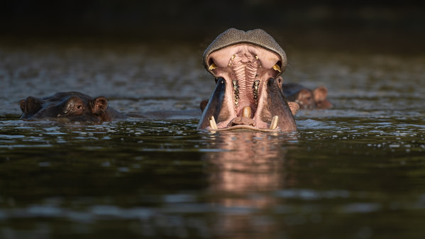 Photograph Kumar Anand Yawning Rhino on One Eyeland