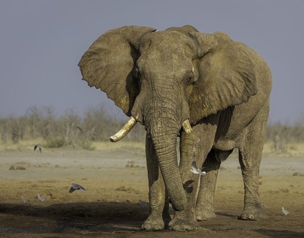 Photograph Stuart Du Toit Old Man At Marabou Pan on One Eyeland