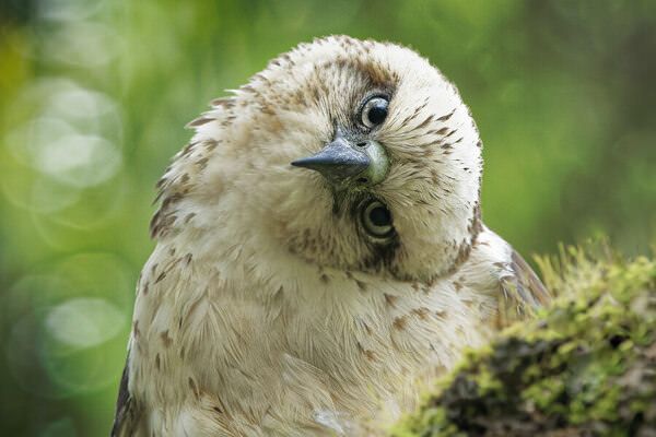 Photograph Heidi Fickinger Native Hawaiian Io Hawk on One Eyeland