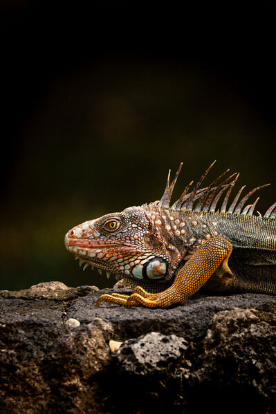 Photograph Ricardo Ferreira The Iguana on One Eyeland