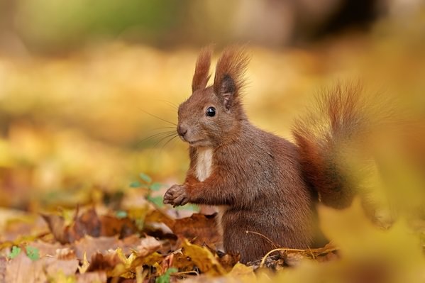 Photograph Jiri Svestka Surprised on One Eyeland