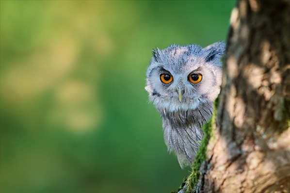 Photograph Jiri Svestka Behind The Tree on One Eyeland