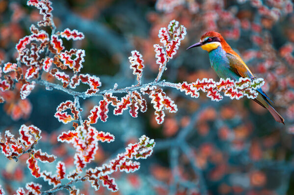 Photograph Golden Brown The Bird on One Eyeland