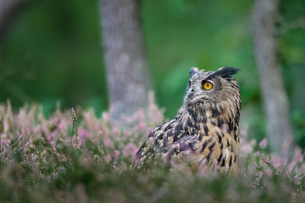 Photograph Jiri Svestka In The Heather on One Eyeland