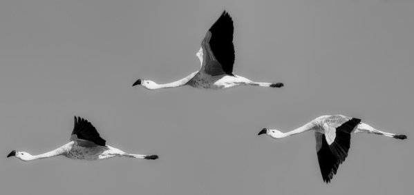 Photograph Luiz Paulo Grinberg Flamingos on One Eyeland