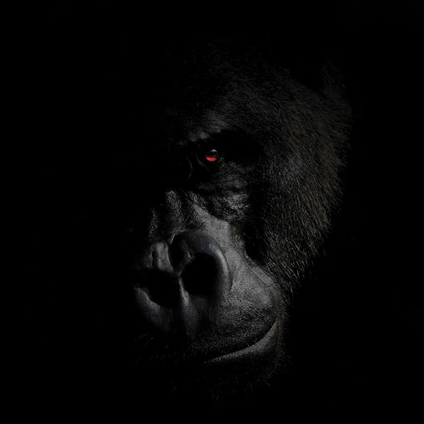 Photograph Olivier Colle Never Mention His Name on One Eyeland