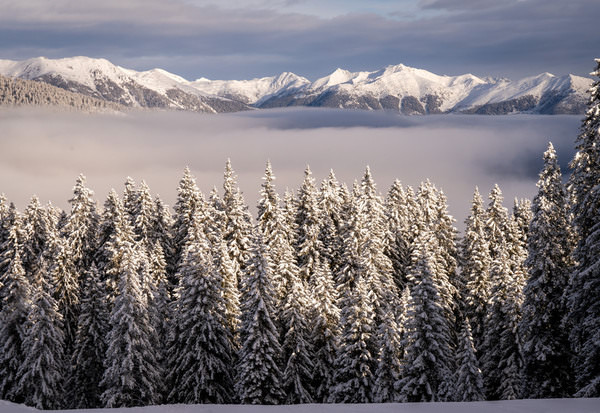 Photograph Radek Von Hirschberg Trees on One Eyeland