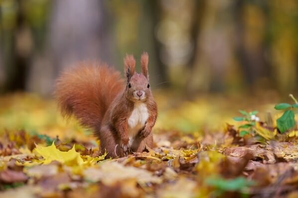 Photograph Jiri Svestka Forest Elf on One Eyeland