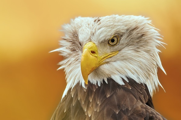 Photograph Jiri Svestka Angry Eagle on One Eyeland