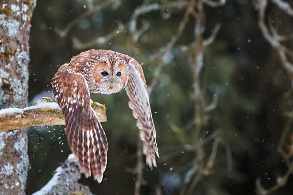 Photograph Jiri Svestka Flying Angel on One Eyeland