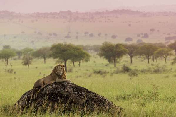 Photograph Ricardo Ferreira Rocky The Lion on One Eyeland