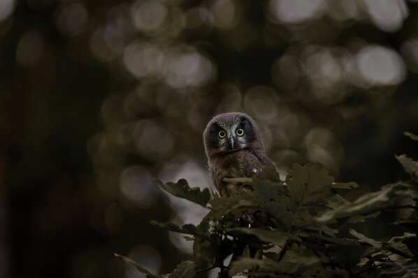 Photograph Jiri Svestka Small Night Guard on One Eyeland