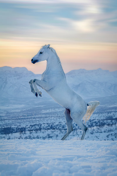Photograph Armin Abdehou Snow White In Blue Hour on One Eyeland