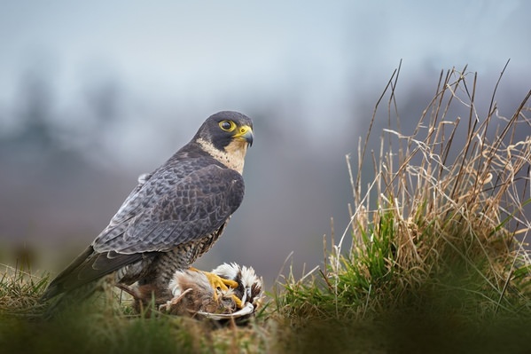 Photograph Jiri Svestka Falcon The Hunter on One Eyeland