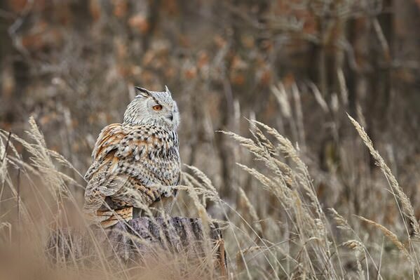 Photograph Jiri Svestka Mimicry Camouflage on One Eyeland