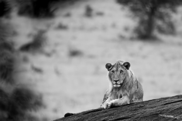 Photograph Ricardo Ferreira A Lion On A Rock on One Eyeland