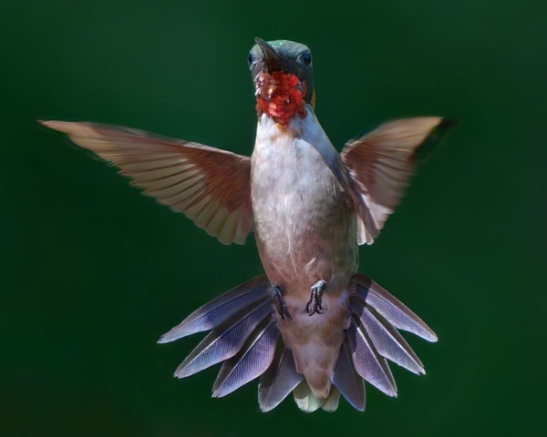 Photograph Jack Renshaw Ruby Throated Hummingbird Showing His Mask on One Eyeland