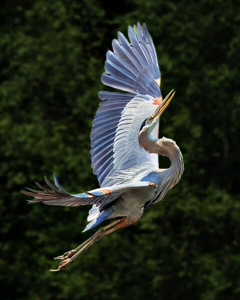 Photograph Jack Renshaw Heron Rising on One Eyeland