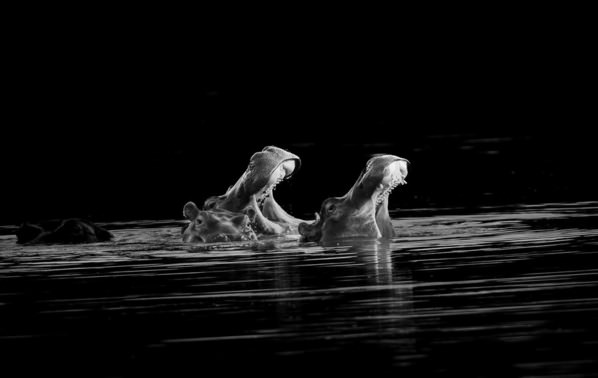 Photograph Stuart Du Toit Hippo Chorus on One Eyeland