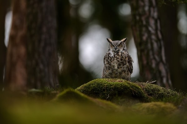 Photograph Jiri Svestka Night Guardian Of The Forest on One Eyeland