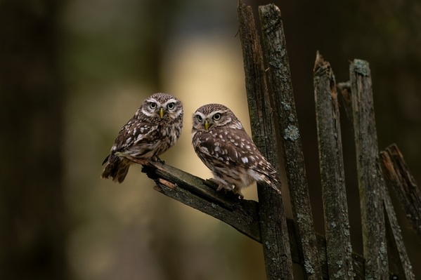 Photograph Jiri Svestka Evening Friends Meeting on One Eyeland