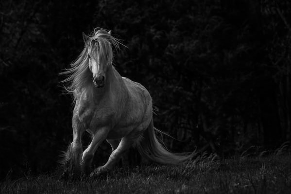 Photograph Genna Card Vanner Mare on One Eyeland