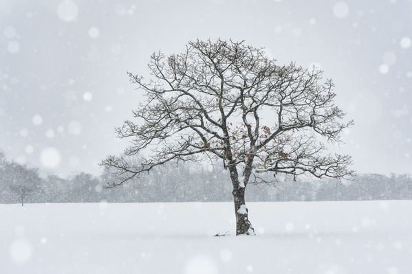 Photograph Kazuyuki Toriumi Lone Tree on One Eyeland