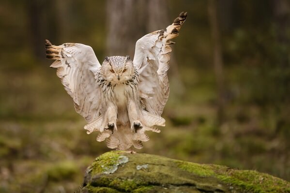 Photograph Jiri Svestka I Am Going To Land on One Eyeland