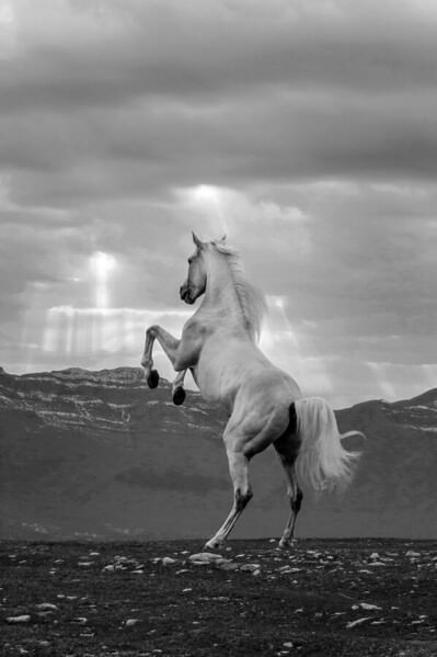 Photograph Armin Abdehou The Consolation Of Love on One Eyeland