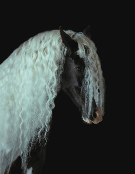 Photograph Helga Madajova Beauty Of Irish Cob Ii on One Eyeland