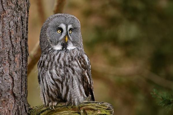 Photograph Jiri Svestka A Sincere Look on One Eyeland