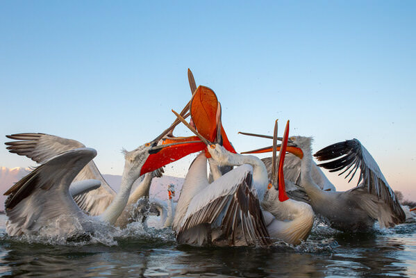 Photograph Nikos Leonov Pelicans on One Eyeland