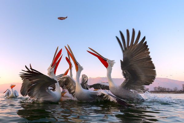 Photograph Nikos Leonov Pelicans On Lake Kerkini on One Eyeland