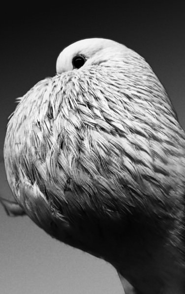 Photograph Vijoo Krishnan A Voorburg Shield Cropper All Puffed Up on One Eyeland