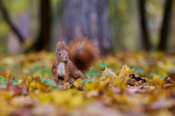 Photograph Jiri Svestka Running In Autumn Leaves on One Eyeland