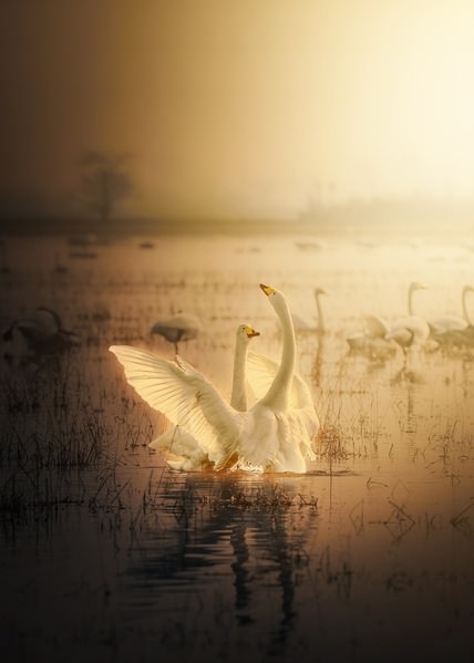 Photograph Shahram Hafezi Loving Swans on One Eyeland