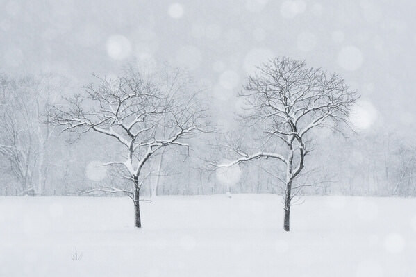 Photograph Kazuyuki Toriumi Lone Tree on One Eyeland