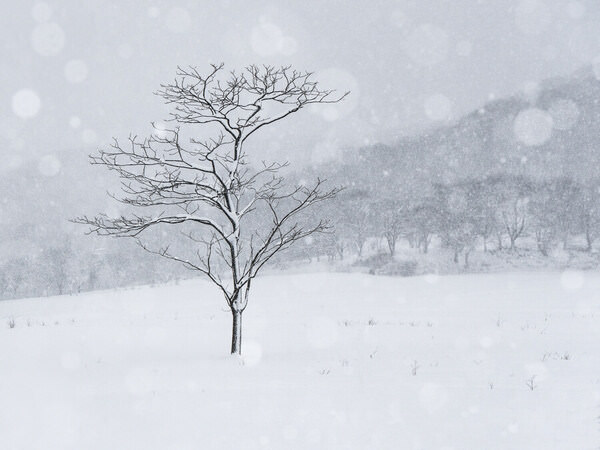 Photograph Kazuyuki Toriumi Lone Tree on One Eyeland