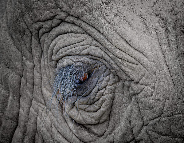 Photograph Stuart Du Toit I See You on One Eyeland